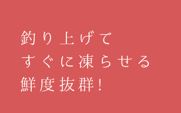 釣り上げてすぐに凍らせる鮮度抜群!